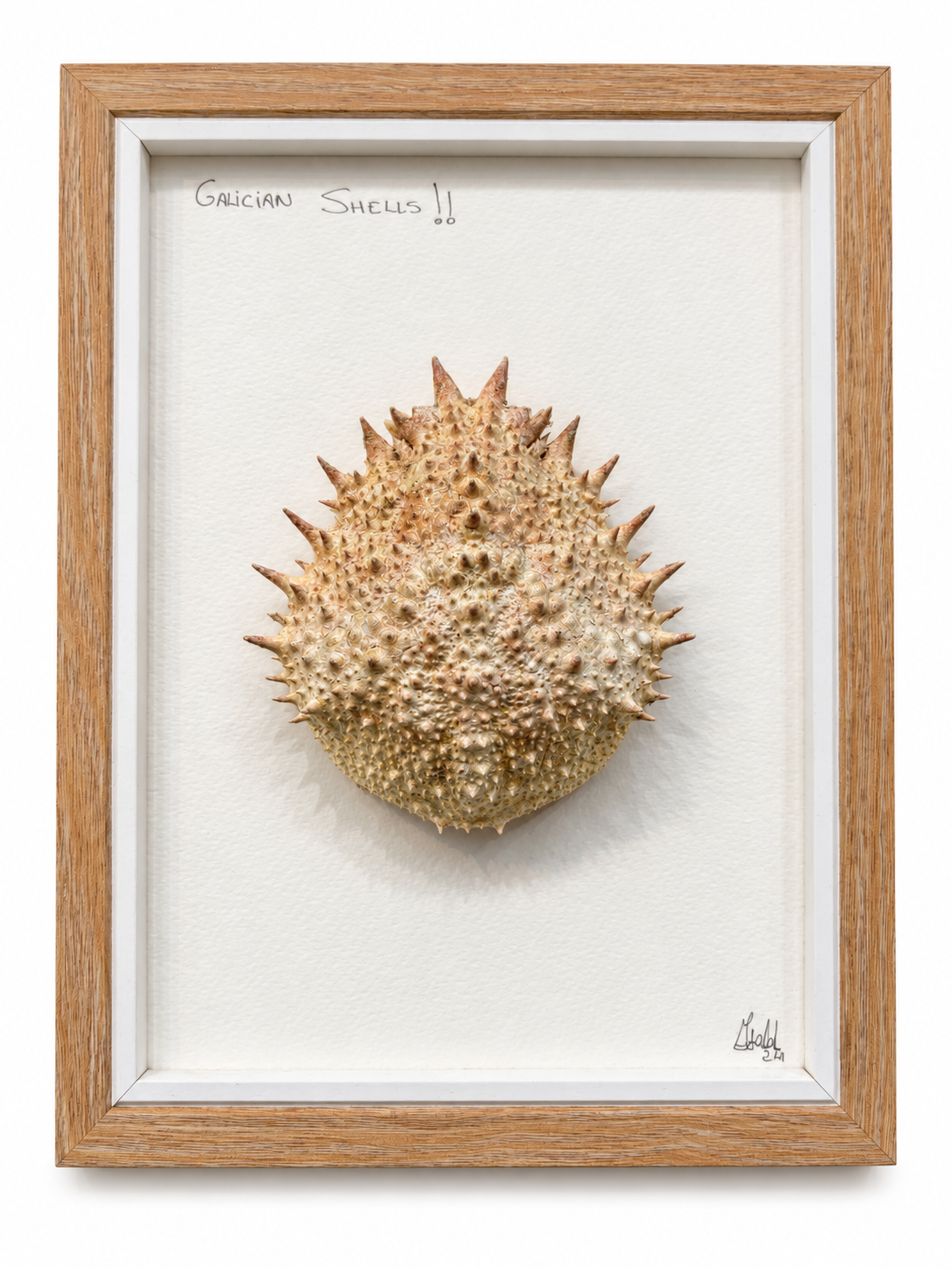 Cuadro vertical Galician Shells con caparazón marino en relieve, fondo blanco y marco de tono madera